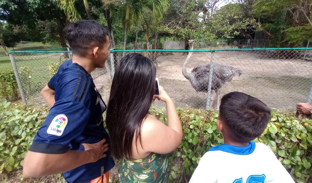 pessoas observam uma ema no zoológico